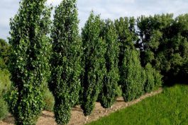 تولید نهال صنوبر ترکیه